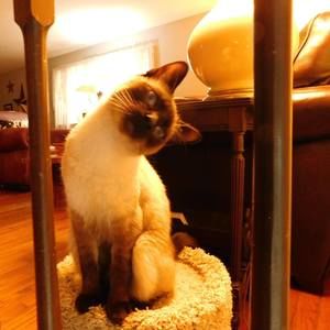 Meet your Posher, Susie